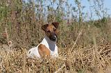 FOX TERRIER POIL LISSE 041